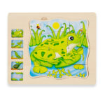 Puzzle-lemn-stratificat-Ciclul-de-crestere-Broscuta.jpg