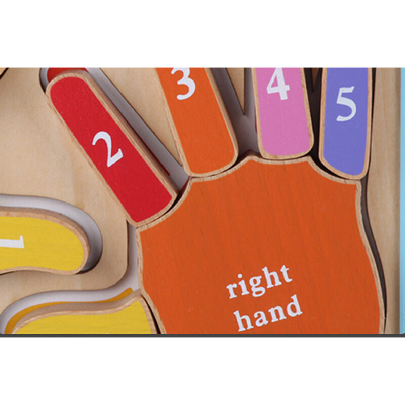 Puzzle Montessori 3D Invatam mainile si degetele numerotate