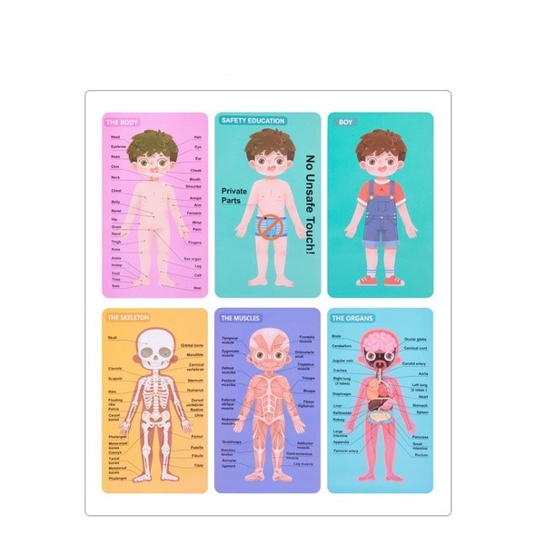 carte-magnetica-puzzle-educativ-anatomia-corpului