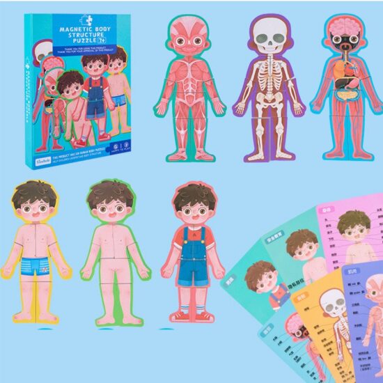 carte-magnetica-puzzle-educativ-anatomia-corpului