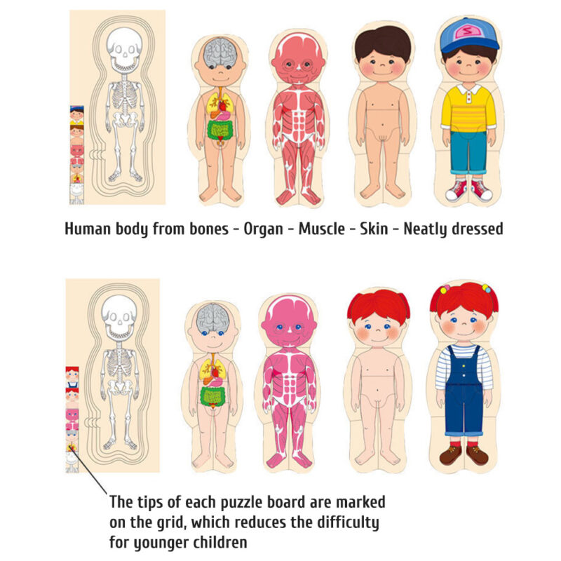 Puzzle din lemn in straturi Anatomia corpului uman Copii