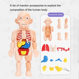 Set Puzzle organele corpului uman Instrument medicina