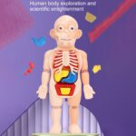 Set Puzzle organele corpului uman Instrument medicina