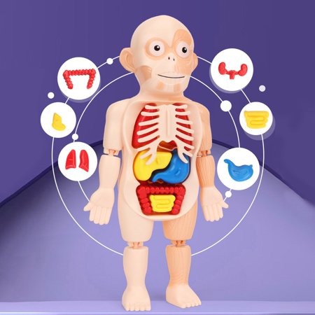 Set Puzzle organele corpului uman Instrument medicina