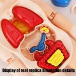 Set Puzzle organele corpului uman Instrument medicina