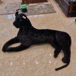 Jucarie plus copii Pantera neagra Animal salbatic 30-130 cm