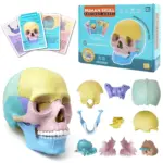 Joc educativ Anatomia Craniului uman format din 17 parti mobile