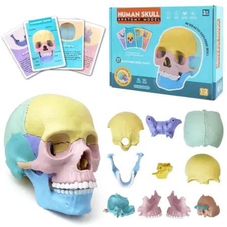 Joc educativ Anatomia Craniului uman format din 17 parti mobile