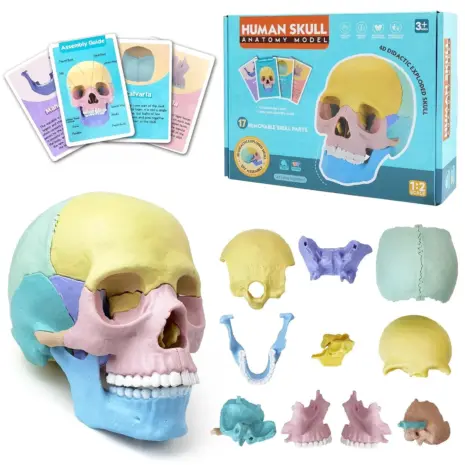 Joc educativ Anatomia Craniului uman format din 17 parti mobile