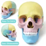 Joc educativ Anatomia Craniului uman format din 17 parti mobile