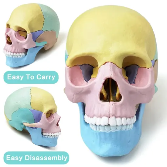 Joc educativ Anatomia Craniului uman format din 17 parti mobile