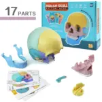 Joc educativ Anatomia Craniului uman format din 17 parti mobile