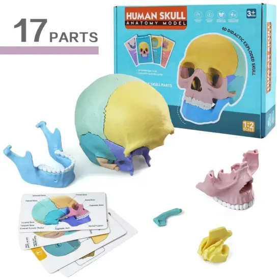 Joc educativ Anatomia Craniului uman format din 17 parti mobile