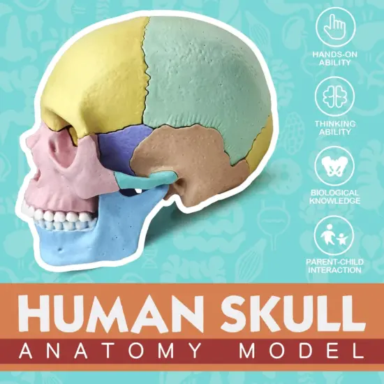 Joc educativ Anatomia Craniului uman format din 17 parti mobile