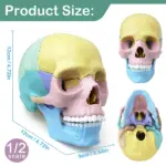 Joc educativ Anatomia Craniului uman format din 17 parti mobile