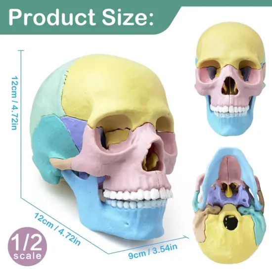 Joc educativ Anatomia Craniului uman format din 17 parti mobile